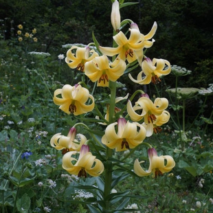 Lilium monodelphum var. armenum  @North-east Turkey